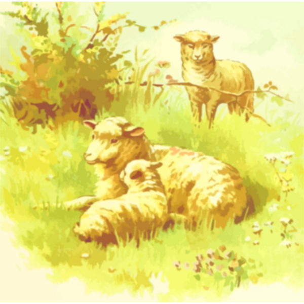 Sheep in field