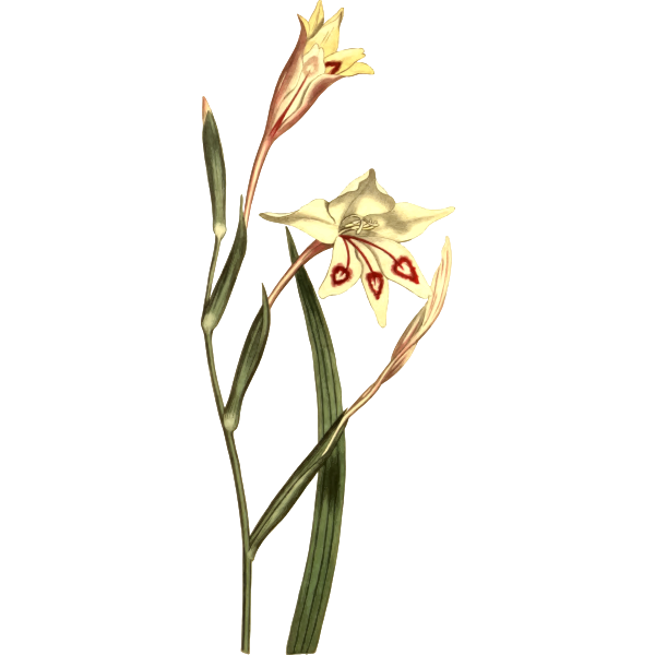 ShortLeavedWatsonia