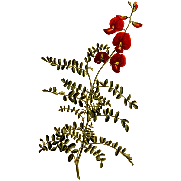 Bladder-Senna Flower