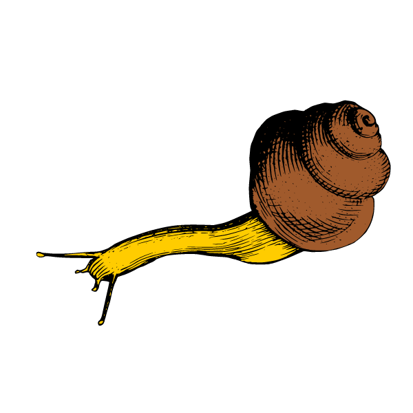 Snail 12