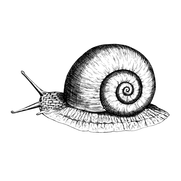 Snail 13