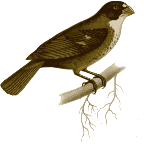 Buffy-fronted seedeater