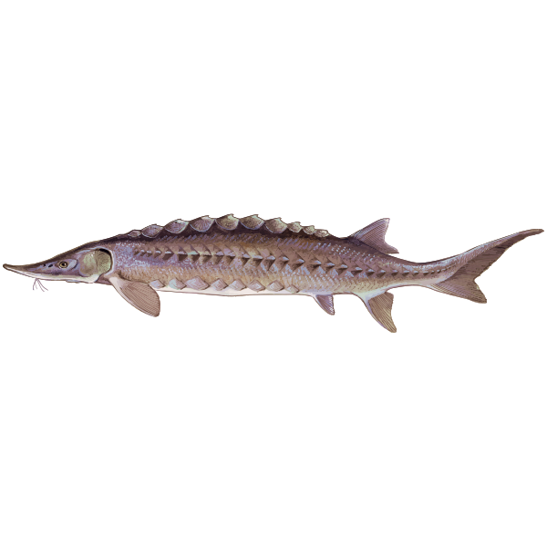 Sturgeon2