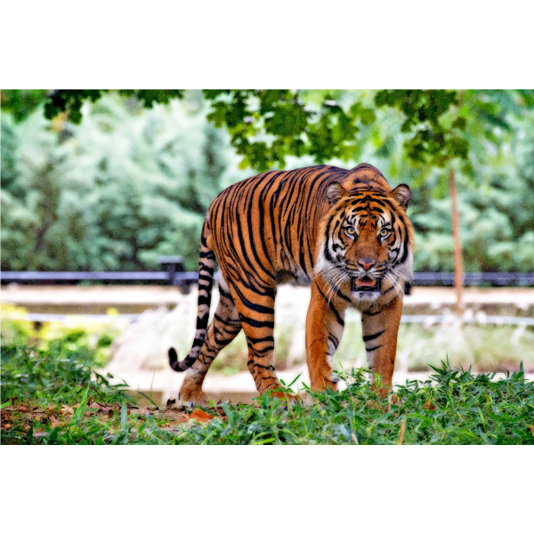 Sumatran Tiger