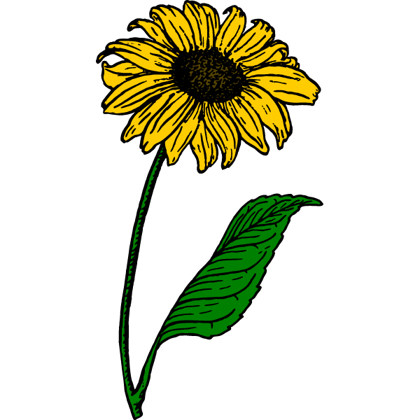 Sunflower V