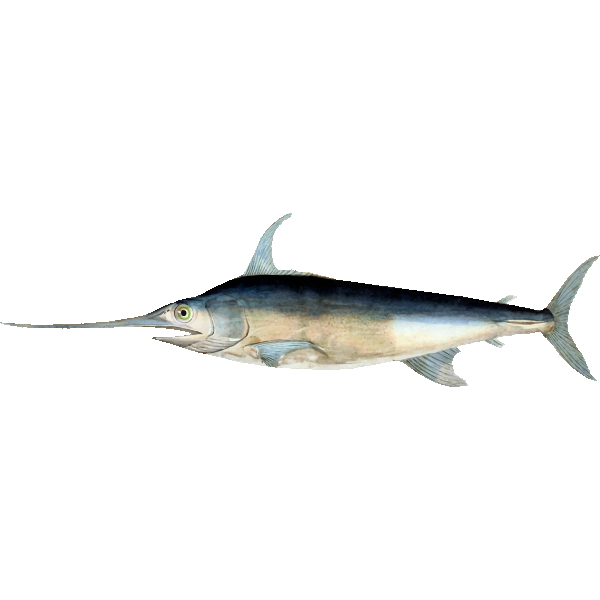 Swordfish3