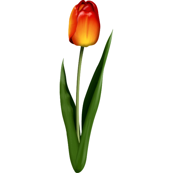 Tulip3