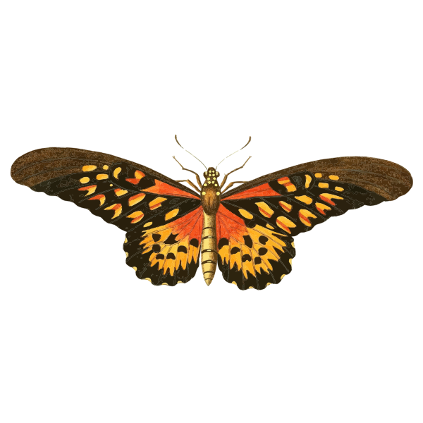 Vintage Butterfly Illustration