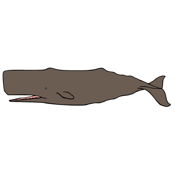 Whale VIII