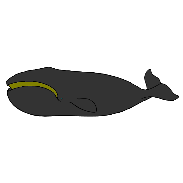 Whale VII