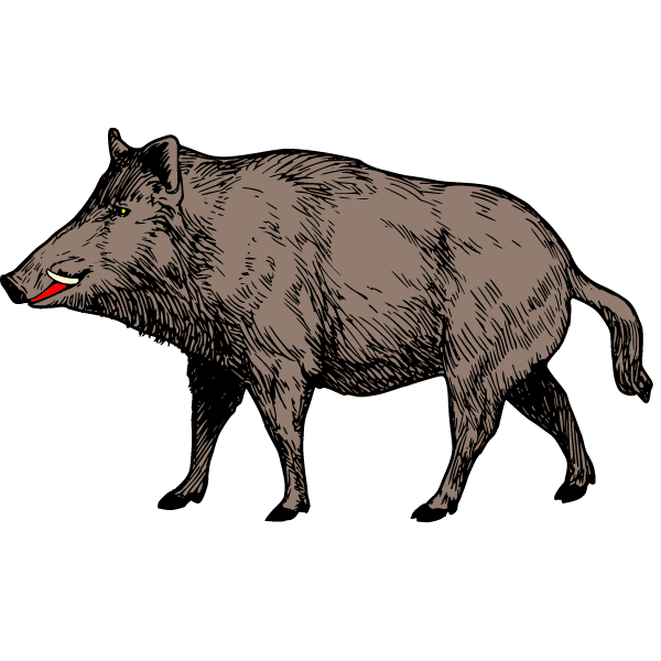 Wild boar 2