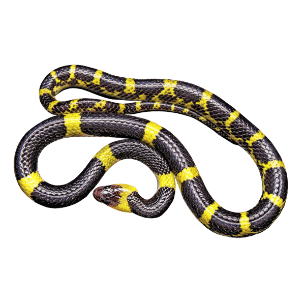 Yellow and black snake