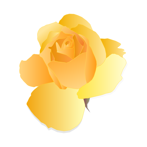 Yellow Rose