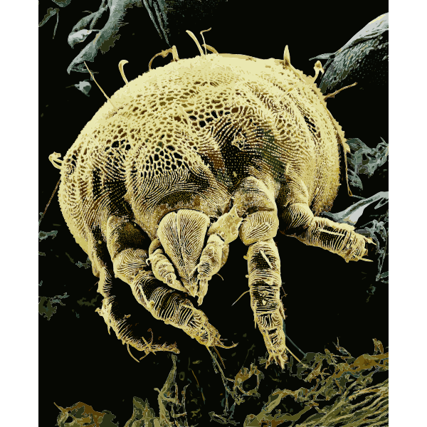 Yellow mite