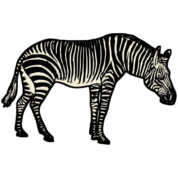 Zebra III