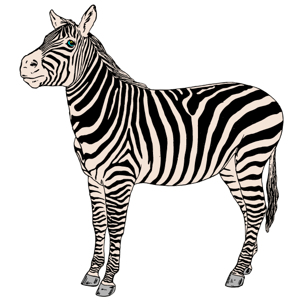 Zebra I