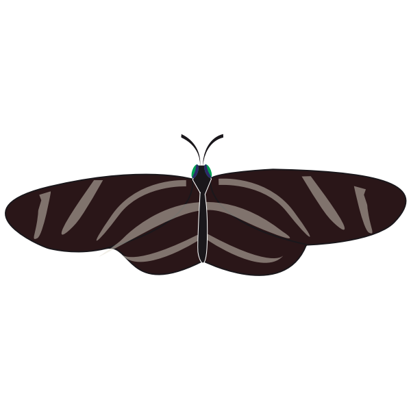 Vector drawing of zebra butterfly