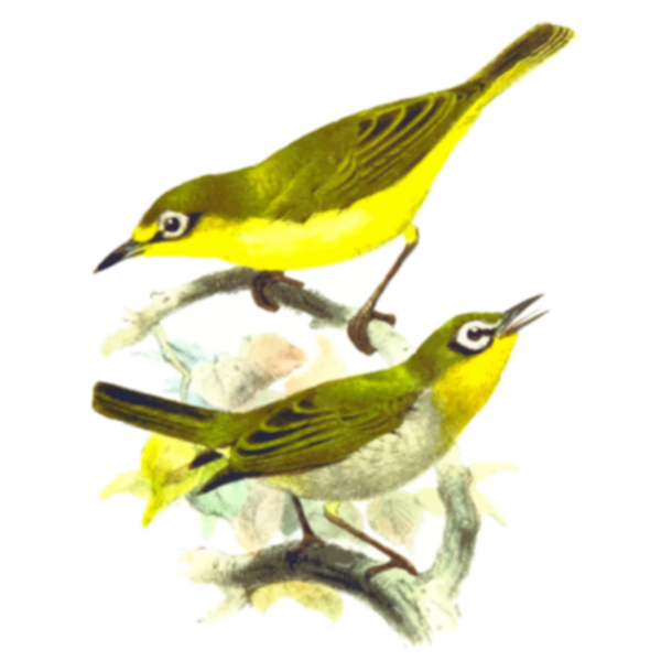 Two yellow birds