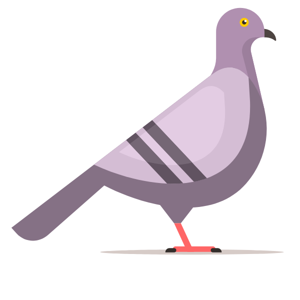 A pigeon-1757185176