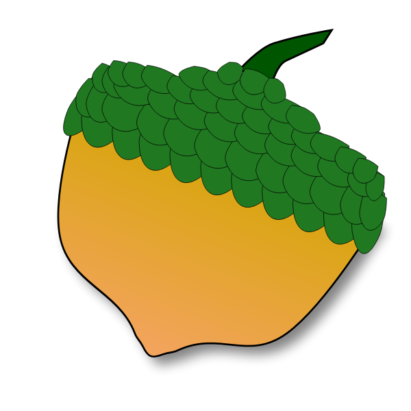 Acorn