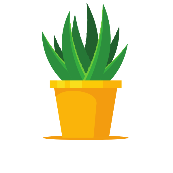 Aloe vera potted plant