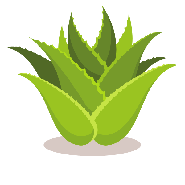 Aloe vera green leaves