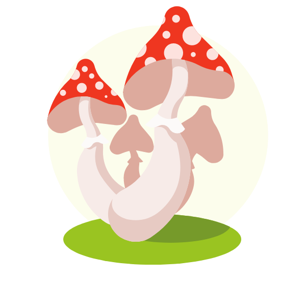 Fly agaric toxic mushroom