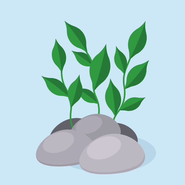 Aquarium plants