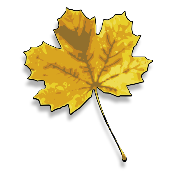 Photorealistic yellow maple leaf vector image