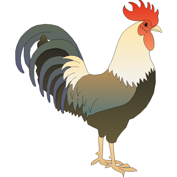 Male chicken