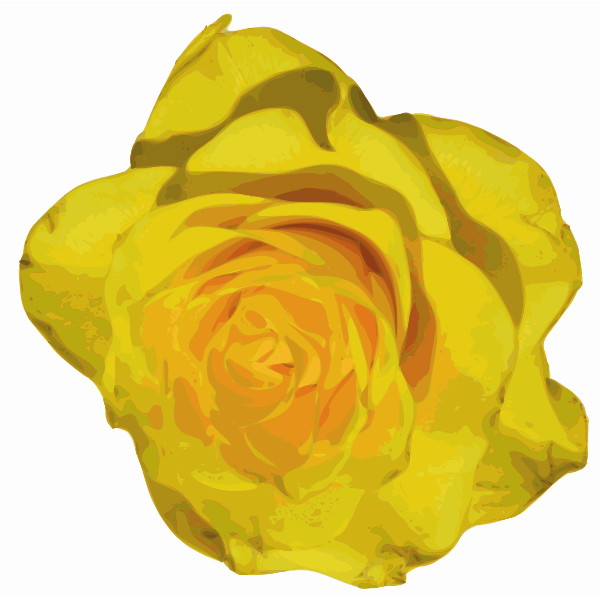 Yellow rose flower