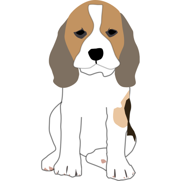 beagle puppy