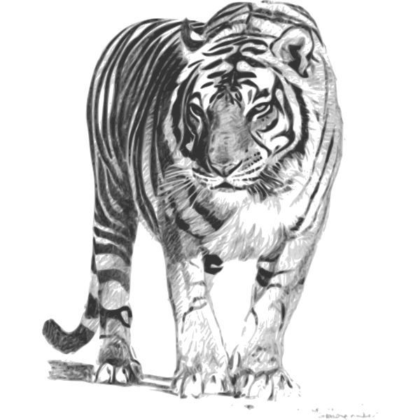 bengal tiger