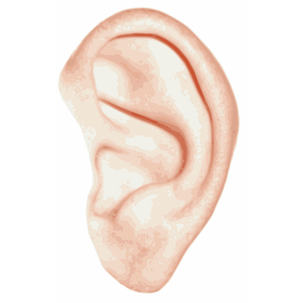 Vector illustration of white human ear