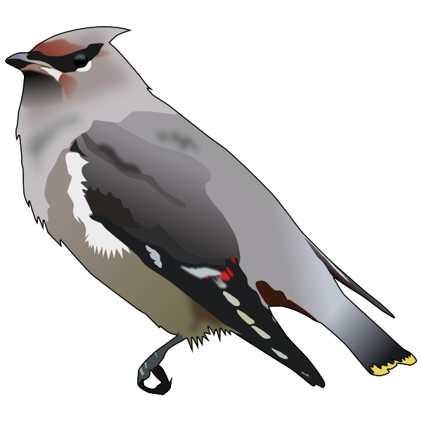 Bohemian waxwing