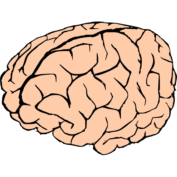 Vector drawing of human brain in pink and black