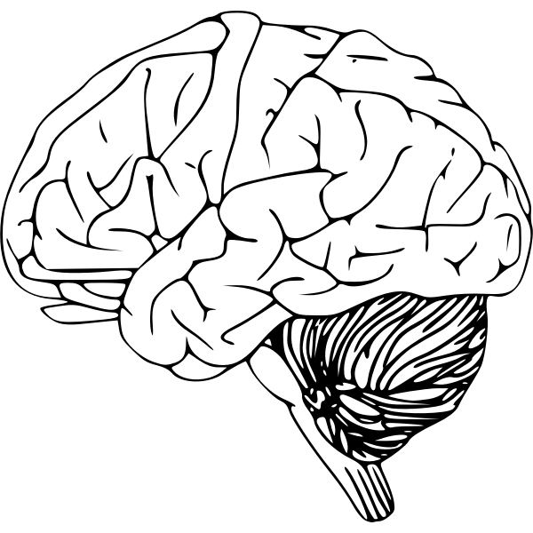 Vector drawing of a human brain with cerebellum