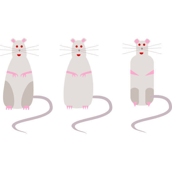 rat