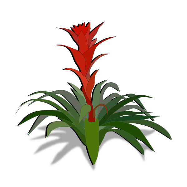 bromelia 01a