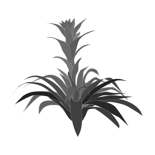 bromelia-01a