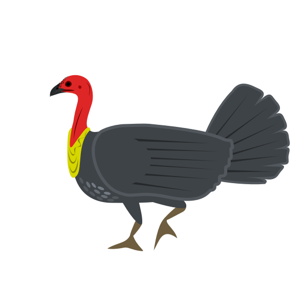 brushturkey