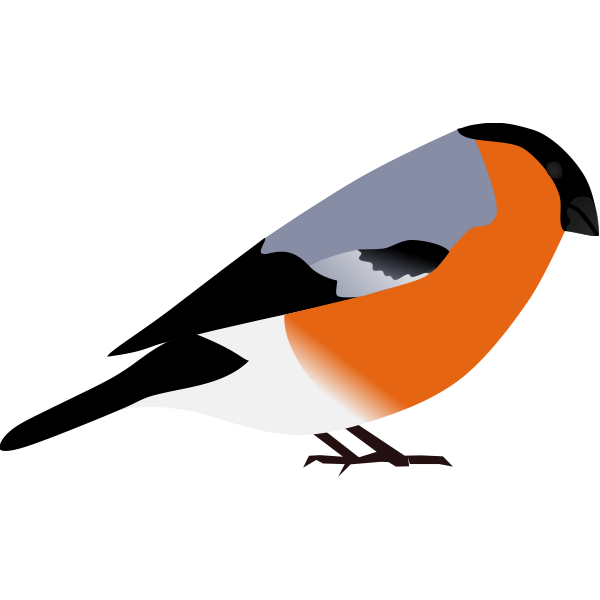 bullfinch