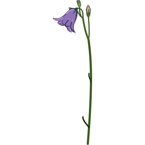 campanula