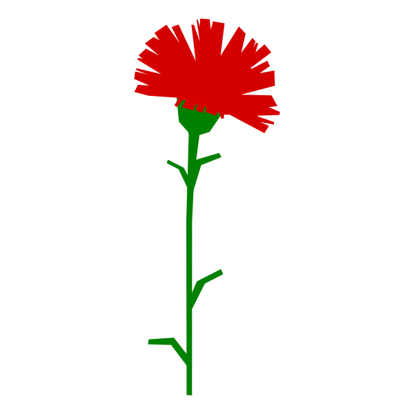 Red carnation