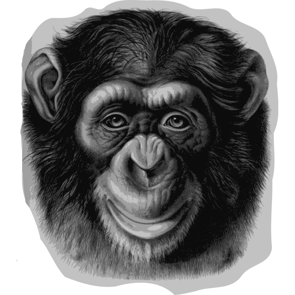 Chimpanzee head