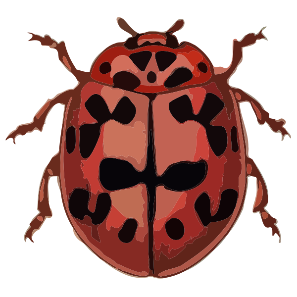 Coccinella conglobata