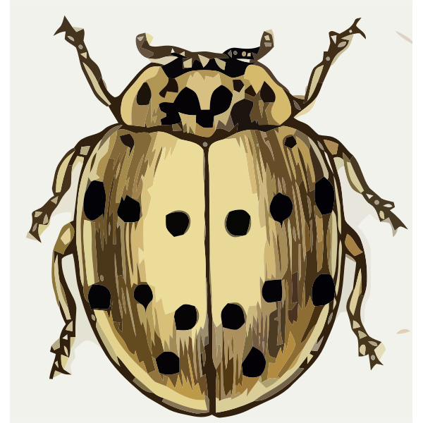 Coccinella sedicimpunctata