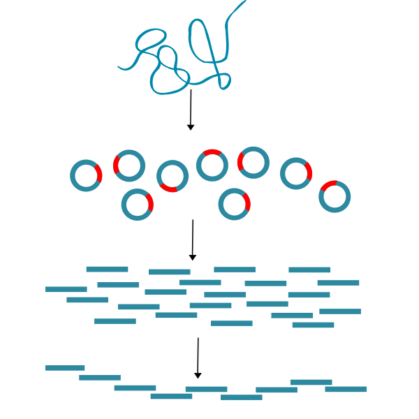 DNA cloning