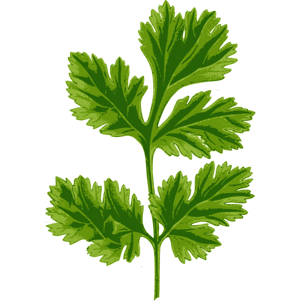 corianderleaf