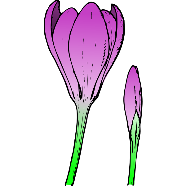 Colored crocus